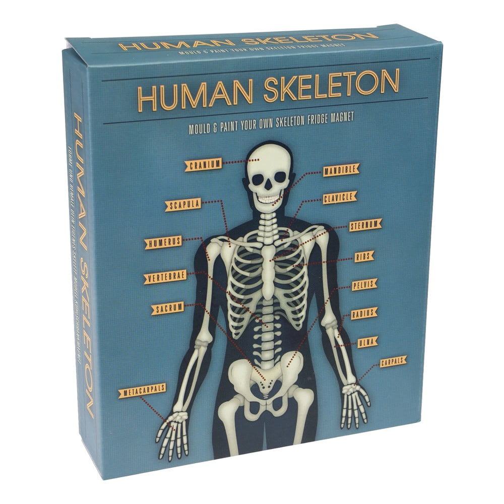 Skeleton Magnet sötétben világító mágneses játék - Rex London
